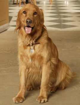 Orbit the dog