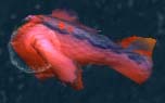 SSC boiled fish