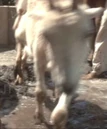 Baku goat.jpg