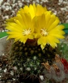 Parodia formosa001.jpg