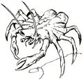 NeedlerCrab.jpg