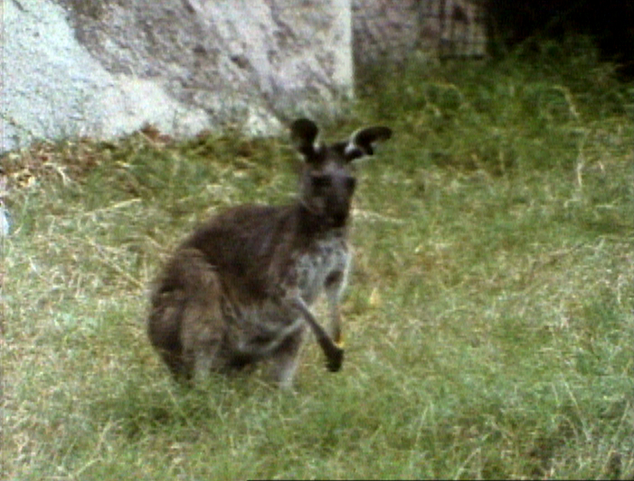 Song.kangarooblues