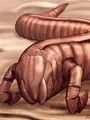 Klippenbohrwurm.jpg
