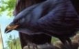 Ironbeak