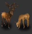 Deer.png