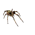 Venomspider.gif