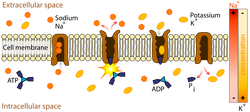 Sodium-Potassium pump