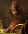 NiadoDuegad.jpg