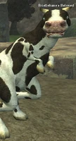 God pet bristlebane.jpg