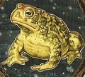 Toad.JPG