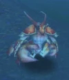 Makrura Clacker