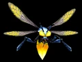 CapturedFirefly.png