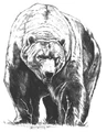 Direbear.JPG