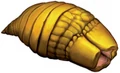 Carriongrub.JPG