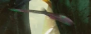 Gummy felucian bird