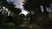 Hjim Forest