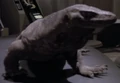 Komodo dragon.jpg