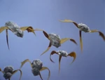 Song6-bats