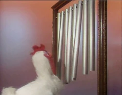 TMS.301.Chicken