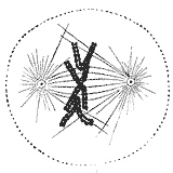 Metaphase