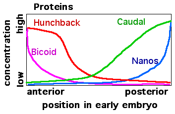Drosophila early embryo protein gradients