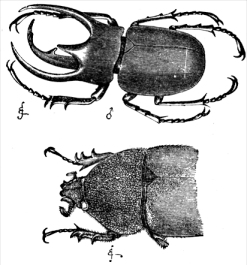 Descent of Man - Figure 16