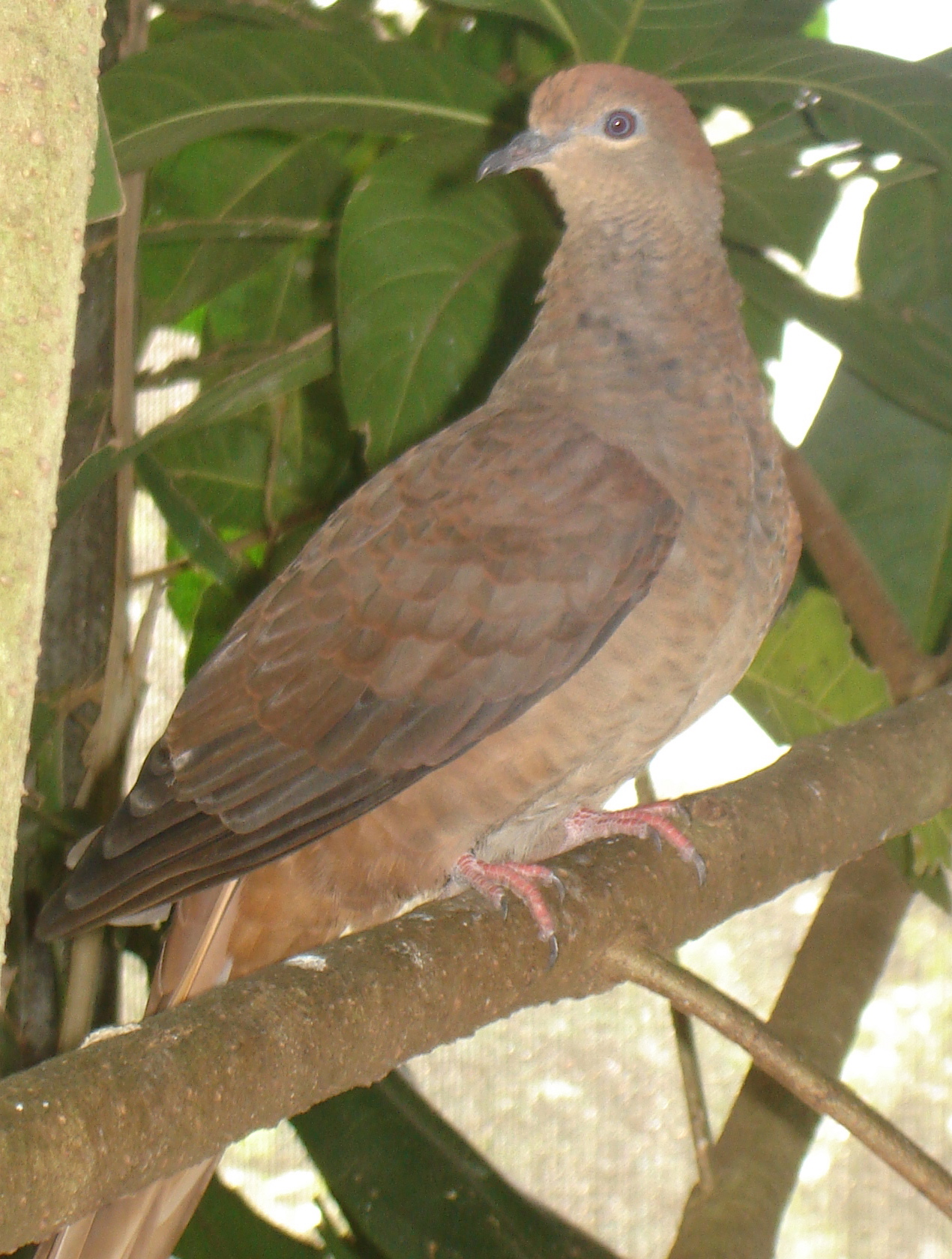 Brown Dove