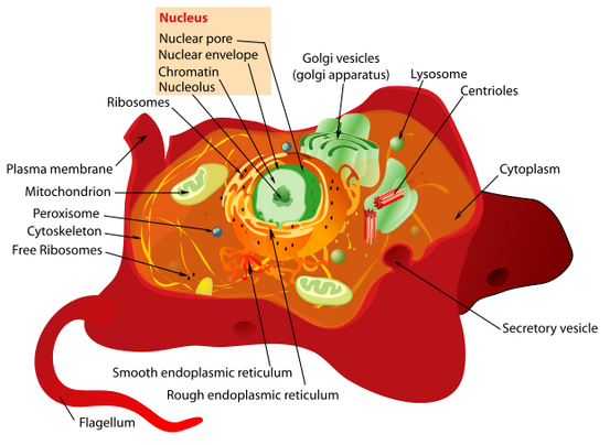 Animal cell structure.svg 2011