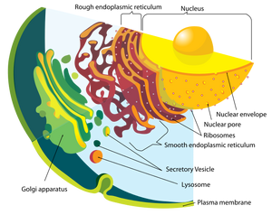 Endomembrane system diagram