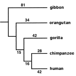 Apeclade