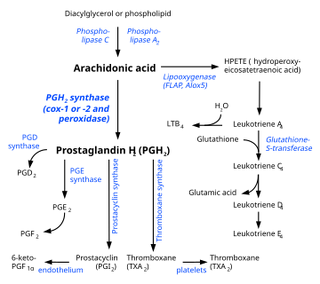 Eicosanoid synthesis