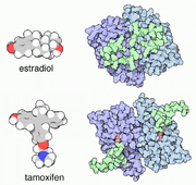 Estrogen receptor bound to estradiol and tamoxifen