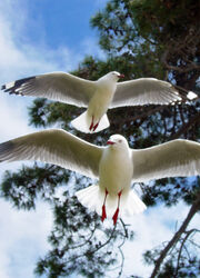 Red legged gulls