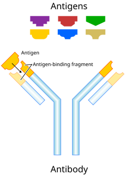 Antibody