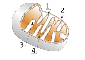 Mitochondrie