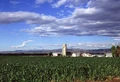 Corn production in Colorado.jpg