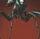 TarantulaMistressPortrait1