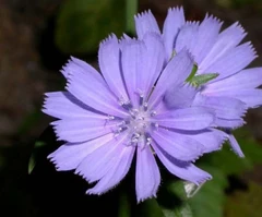 Achicoria