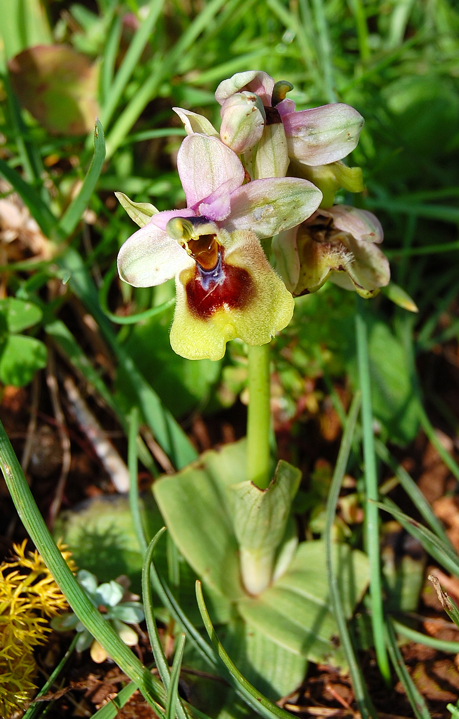 http://images3.wikia.nocookie.net/__cb20071209214116/orchids/en/images/1/19/Ophrys_tenthredinifera.jpg