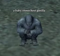 Baby gorilla.jpg
