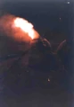 103Hornod.jpg