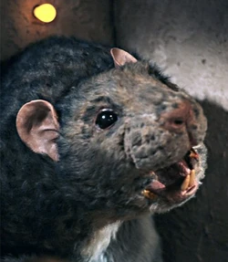 Tintinna.jpg
