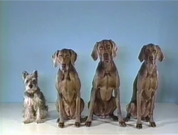WegmanDogs.Oneofthesethings