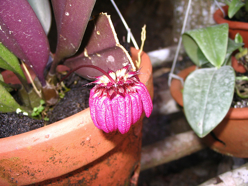 Bulbophyllum Auratum