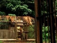 Cages m.jpg