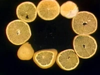 Oranges!!.jpg