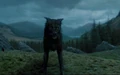 Padfoot.jpg
