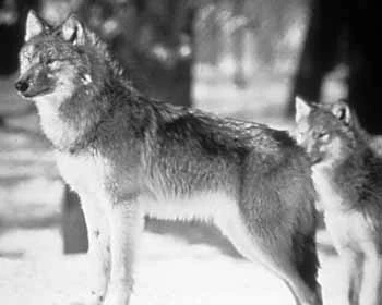 Wolf central.jpg