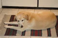 Chelseadog.jpg