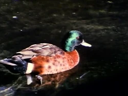 DucksSwim